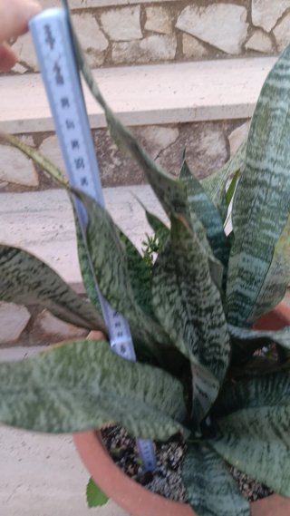 Sansevieria Pianta Grassa