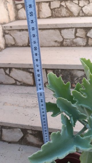 3 Piante Grasse