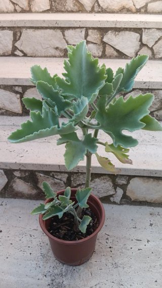 3 Piante Grasse