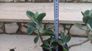 3 Piante Grasse