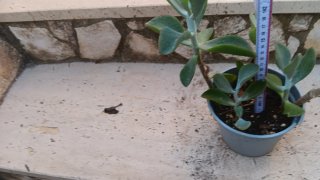 3 Piante Grasse