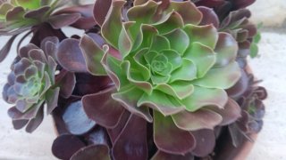 Pianta grassa Aeonium