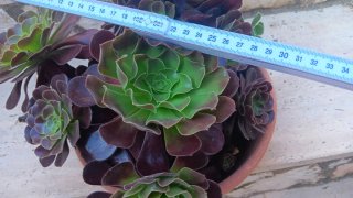 Pianta grassa Aeonium
