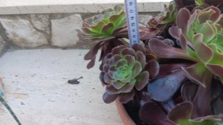 Pianta grassa Aeonium