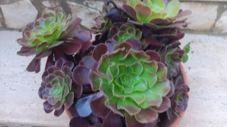 Pianta grassa Aeonium