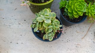 5 Piante Grasse Miste