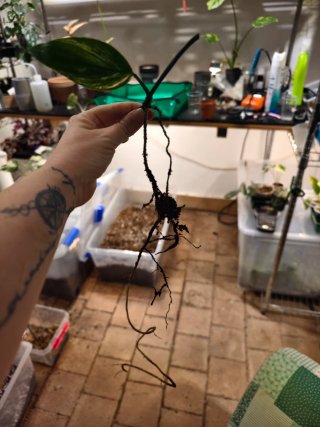 Plantas para Emma