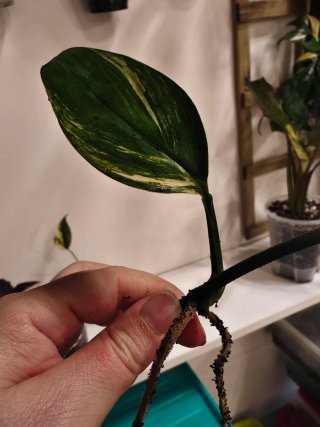 Plantas para Emma