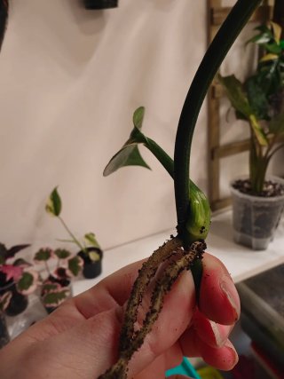 Plantas para Emma