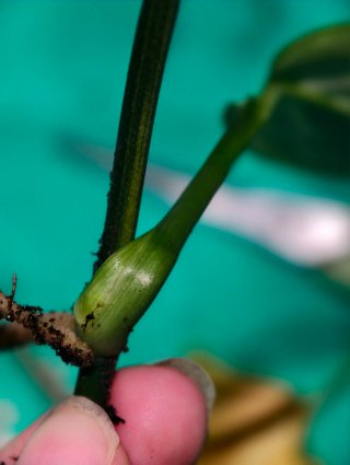 Plantas para Emma