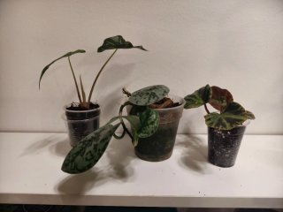 Plantas para Elena