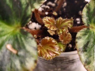Plantas para Elena