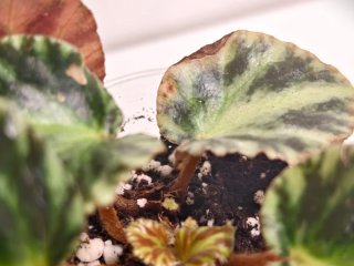 Plantas para Elena