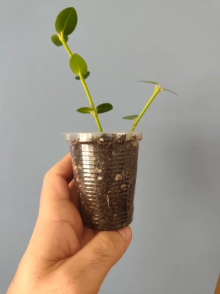 Hoya cumingiana planta