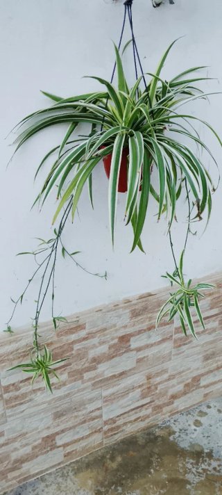 Pianta di nastrino variegato