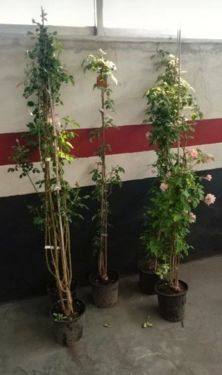 Rosal trepador en maceta