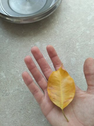Foglia gialla