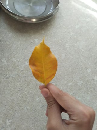 Foglia gialla