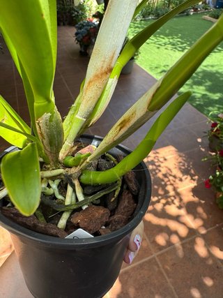 Orquídea Cattleya Canhamiana