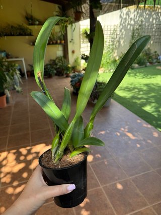 Cattleya Nadine sin flor