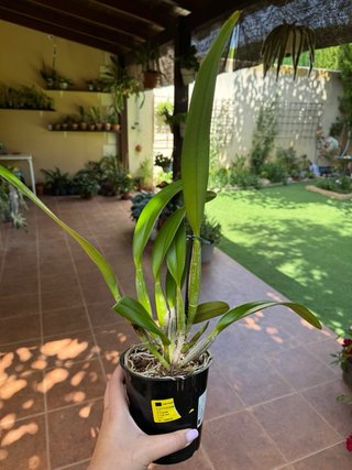 Cattleya Nadine sin flor