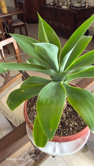 Agave attenuata adulta, coda di volpe