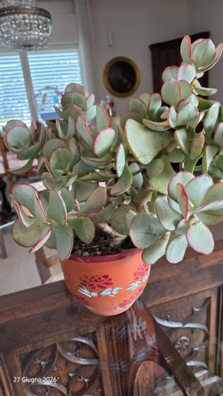 Crassula arborescens adulta XXL
