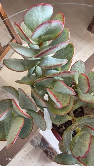 Crassula arborescens adulta XXL