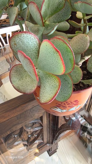 Crassula arborescens adulta XXL