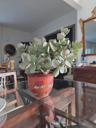 Crassula arborescens adulta XXL
