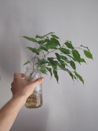 Esquejes Ficus Benjamina con Raíces