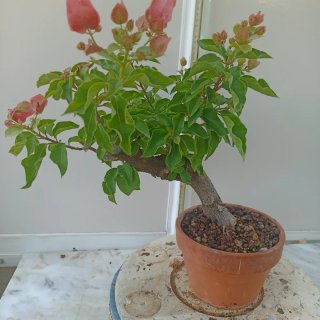Buganvilla rosa en maceta