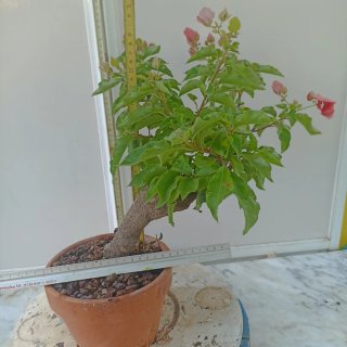 Buganvilla rosa en maceta