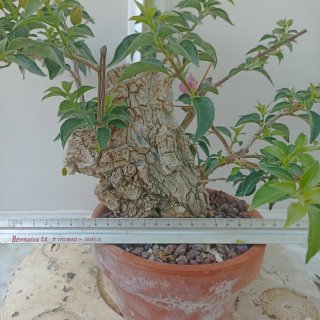 Buganvilla rosa en maceta