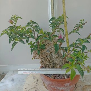 Buganvilla rosa en maceta
