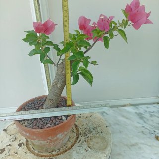 Buganvilla rosa en maceta