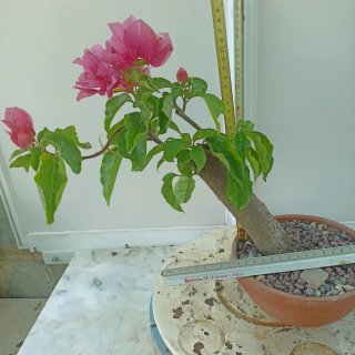 Buganvilla rosa en maceta