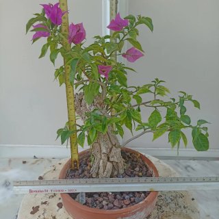 Buganvilla rosa en maceta