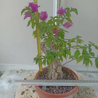 Buganvilla rosa en maceta
