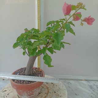 Buganvilla bonsai