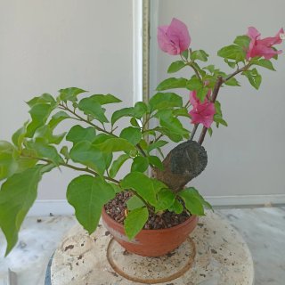Buganvilla bonsai