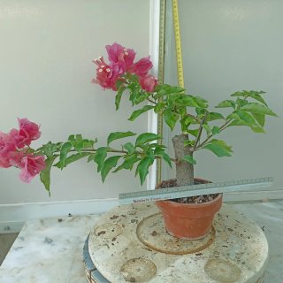 Buganvilla bonsai