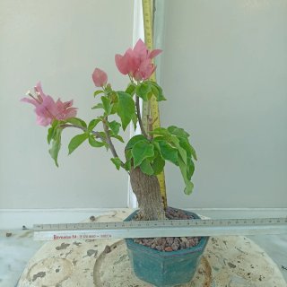 Buganvilla bonsai