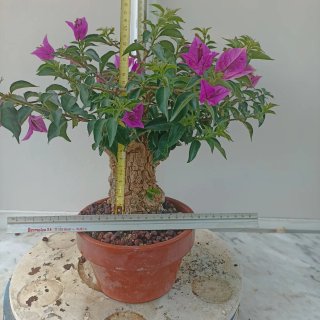 Buganvilla bonsai
