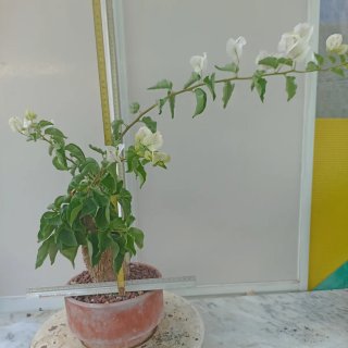 Buganvilla bonsai