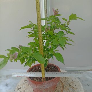 Buganvilla bonsai