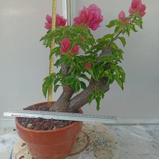 Buganvilla bonsai