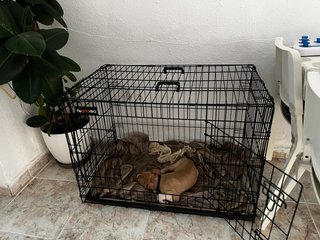 Jaula para perros negra