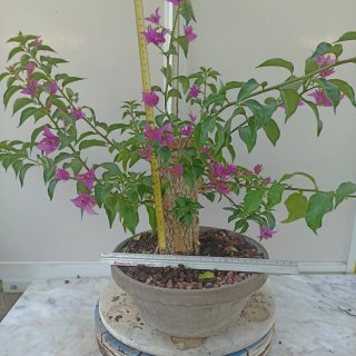 Buganvilla en maceta