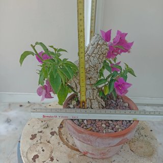 Buganvilla en maceta